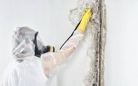 Best Environmental Consulting for Mold Prevention  in Reminderville, OH